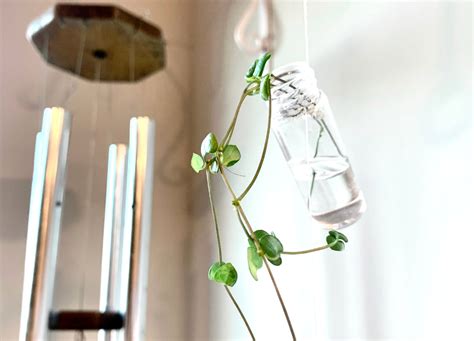 Dollar Tree DIY: Floating Propagation Station! (With Video) | Sprouts ...