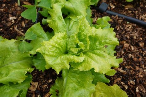 Premium Photo Growing Lettuce In The Backyard Garden Lettuce