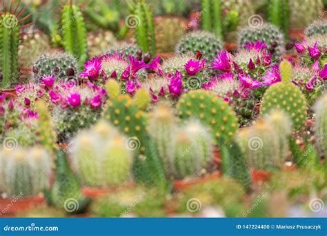 Plantas Suculentos E Cacto Em Uns Potenci Metros Para A Venda No