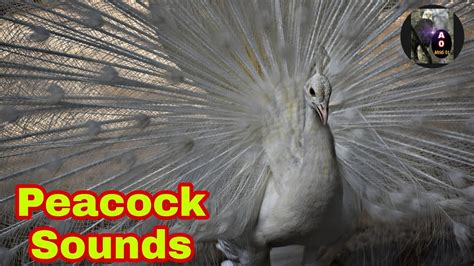 Peacock Sounds Peacock Voice White Indian Peafowl Video White