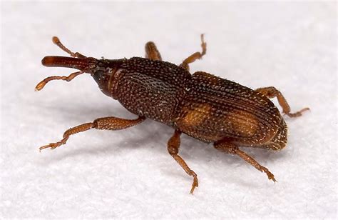 weevil     bug    food