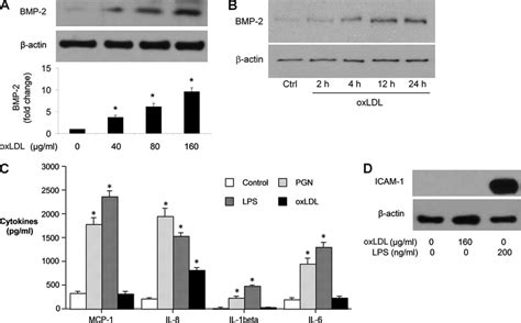 Oxldl Induces Bmp Expression In Human Caecs With A Minor Effect On