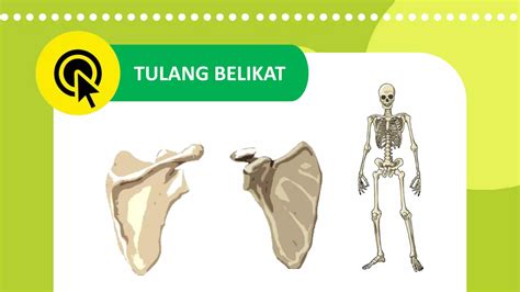 mengenal tulang  manusia part  ppsx