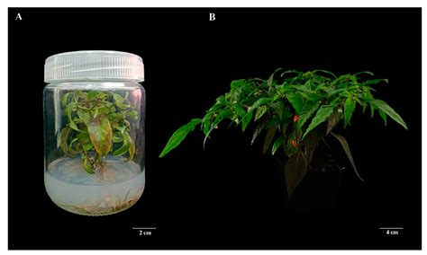 IJMS Free Full Text Efficient In Vitro Regeneration System And