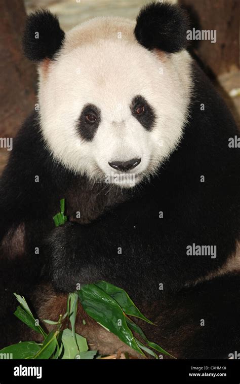 giant panda bear Stock Photo - Alamy