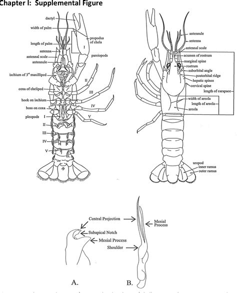Cambarus hiwasseensis | Semantic Scholar