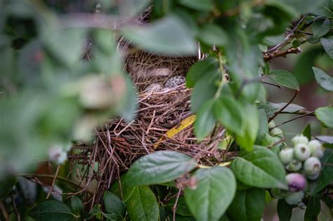 Cardinals Nesting in the Blueberries — Todd Henson Photography