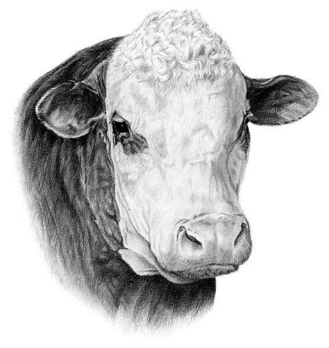 Realistic Black And White Cow Drawing