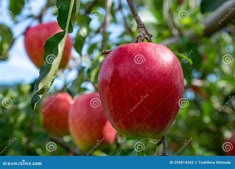 Delicious Red Apples From Japanese Orchards That Are About To Be