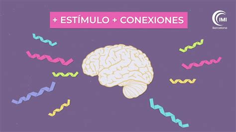 ¿cómo Aprende El Cerebro Del Niño 💡 Introducción A La Neurociencia Y El Funcionamiento Del