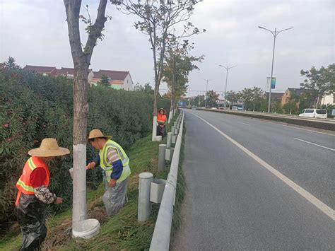 德清禹越：树木刷白穿新衣 美化环境迎寒冬浙江在线