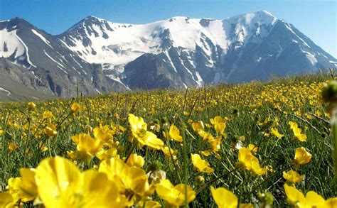 Растения дагестана - 66 фото