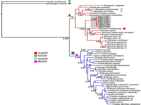 Bayesian phylogeny of relationship among LAAOs of venoms from the ...