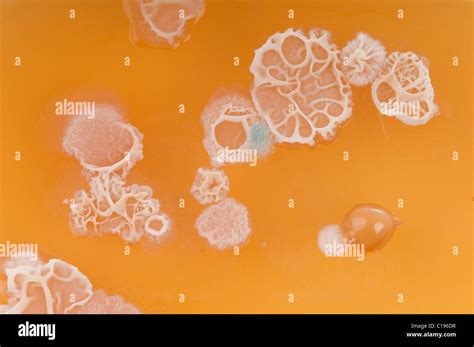 Las Colonias De Bacterias Principalmente Bacillus Subtilis