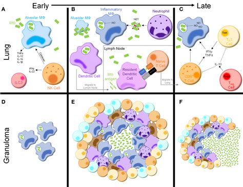 Frontiers Metabolic Regulation Of Immune Responses To Mycobacterium