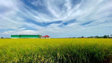 Premium Photo | Famous padi field in malaysia