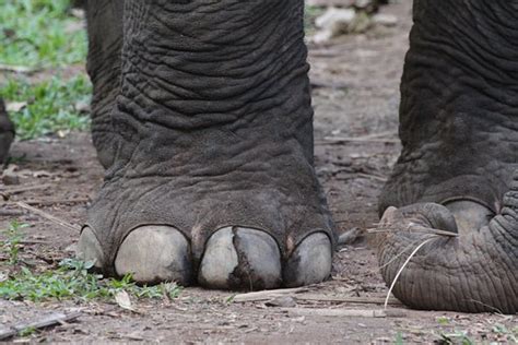 10+ Free Elephant Foot & Elephant Images