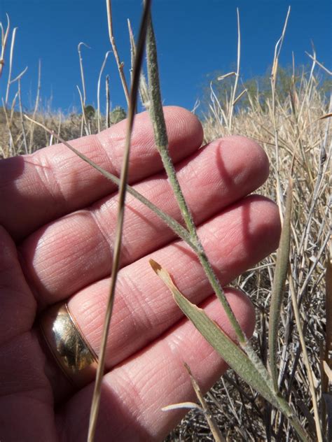 Galleta Grass Seed