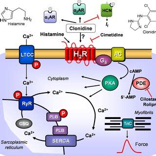 Scheme Hypothetical Human Cardiac Mechanism Of Action Of Clonidine