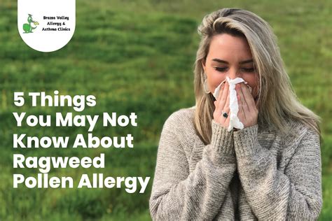 Stevia And Ragweed Allergy What You Need To Know