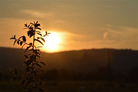 Wallpaper Sunlight Landscape Sunset Nature Sky Plants Field