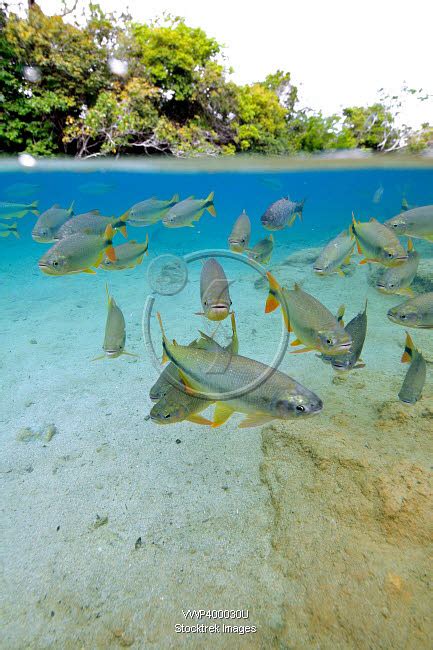 Characin fish, Brazil | Stocktrek Images