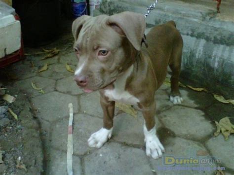 Dunia Anjing | Jual Anjing American Pit Bull Terrier - Pitbull Lucu