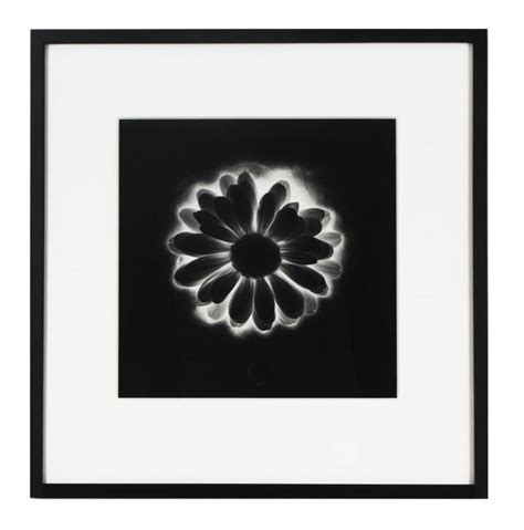 Robert Mapplethorpe Flower 1985 Artsy