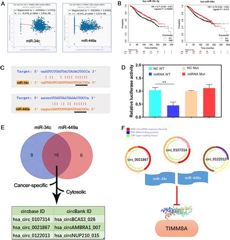 The Potential Upstream Ncrnas Of Timm A In Breast Cancer A The