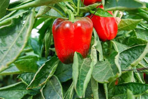 Growing Red Bell Peppers In Greenhouse Stock Image Image Of Closeup