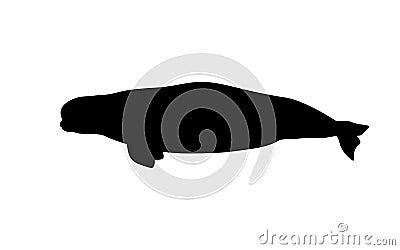 Silhouette Of A Beluga Whale Cartoon Vector | CartoonDealer.com #256822923