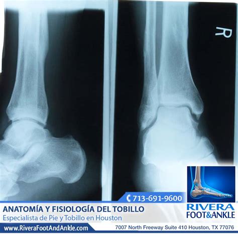 Rivera Foot And Ankle Anatom A Y Fisiolog A Del Tobillo