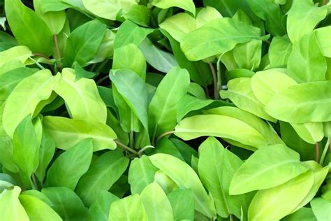 Philodendron Golden Goddess Care Lemon Lime Philodendron