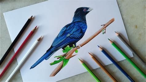 Koyal Bird Drawing