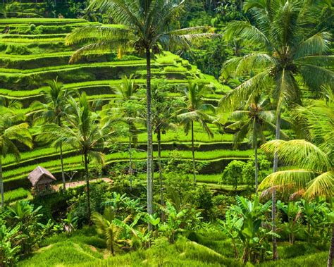 The 10 Best Rice Terraces In Bali All Info For Your Visit
