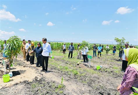 Foto Presiden Jokowi Tanam Pohon Mangga Bersama Para Petani