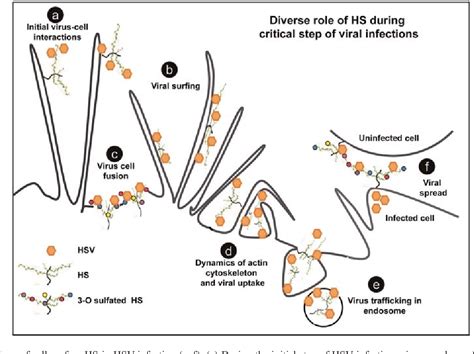 Figure 1 From Role Of Heparan Sulfate In Sexually Transmitted