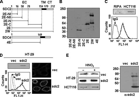 Syndecan 2 Regulates The Migratory Potential Of Melanoma Cells