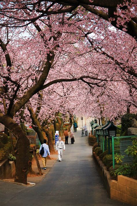 川口の密蔵院の桜が見頃を迎えて満開です！【2023年】｜川口マガジン