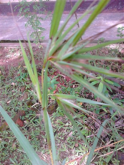 Cynodon Dactylon Ithana ඊතණ Herbal Plants Of Asia