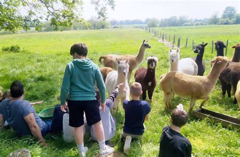 La Ferme P Dagogique Ferme Brin De Laine Brin De Paille