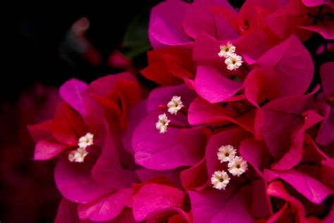 Bougainvilleae Takay Flickr