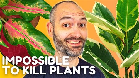 Absolute Top 20 Easiest Plants To Look After Youtube