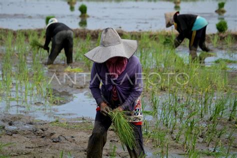 Pekerja Sektor Pertanian Kehutanan Dan Perikanan Di Sulsel Antara Foto