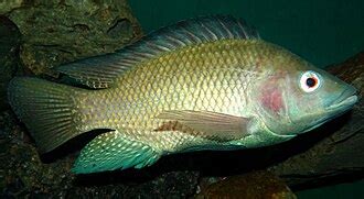 nile tilapia wikipedia