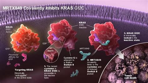 KRAS基因突变靶向药 KRAS G12c抑制剂MRTX849联合PD 1治疗肺癌数据优异 更多的KRAS临床试验招募正在进行中 全球肿瘤医生网