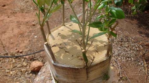 C Mo Y Cu Ndo Injertar Un Ciruelo En La Huerta