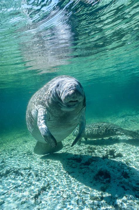 Florida manatee underwater at Three Sisters Springs, Trichechus manatus