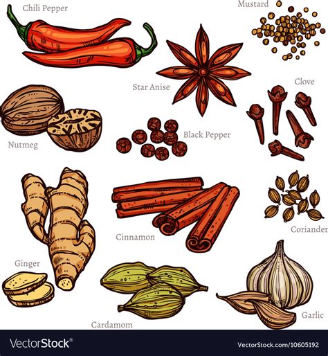 Sketch Herbs And Spice Color Set Royalty Free Vector Image