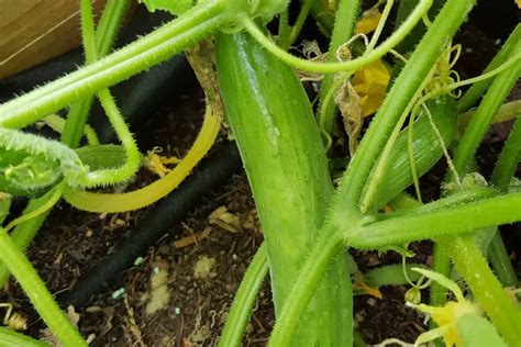 How Far Apart To Plant Cucumbers In A Raised Bed 10 Mistakes To Avoid